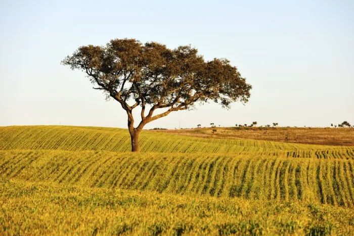 Framed Print : Holm oak and crops in Alentejo. Portugal