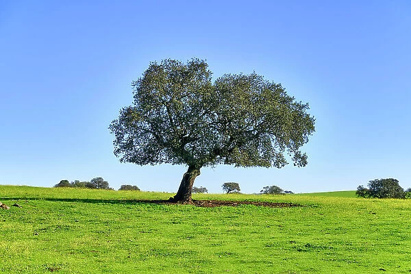 Holm oak in Spring. Monforte, Alentejo. Portugal