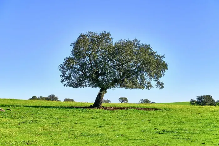 Framed Print : Holm oak in Spring. Monforte, Alentejo. Portugal