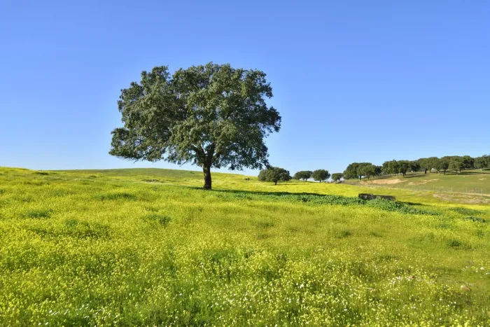 Framed Print : Holm oak in the vast plains of Alentejo. Portugal Framed Print : Holm oak in the vast plains of Alentejo. Portugal