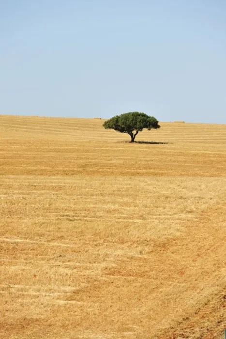 Framed Print : Holm oak in the vast plains of Alentejo. Portugal Framed Print : Holm oak in the vast plains of Alentejo. Portugal