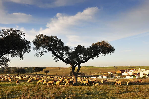 Holm oaks in Alentejo. Portugal