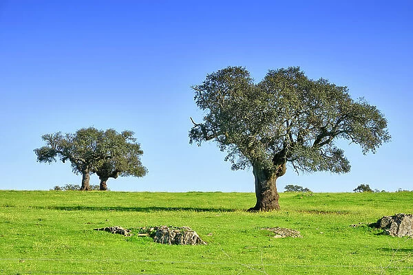 Holm oaks in Spring. Monforte, Alentejo. Portugal