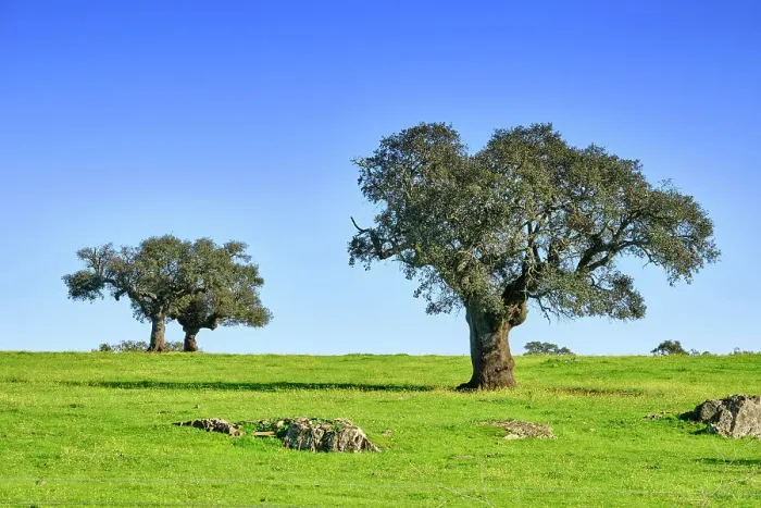 Framed Print : Holm oaks in Spring. Monforte, Alentejo. Portugal
