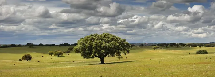 Framed Print : Holm oaks in the vast plains of Alentejo. Portugal