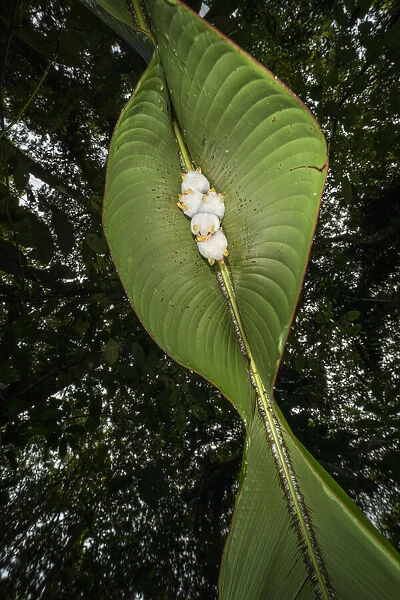 Honduran white bat (Ectophylla alba), roosting in heliconia leaf, Costa Rica