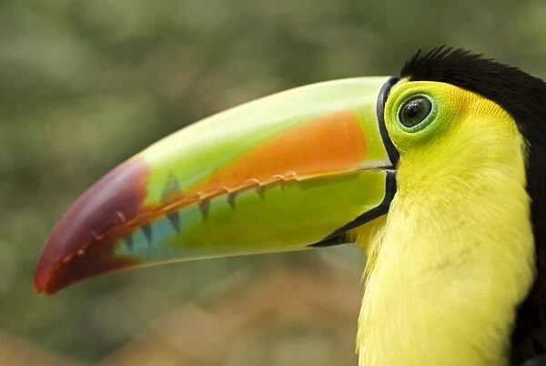 Honduras, Copan, Macaw Mountain Bird Park