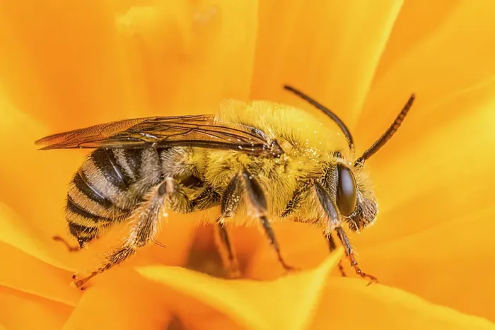 Framed Print : Honey Bee (Apis mellifera), Thornton, Ontario, Canada Framed Print : Honey Bee (Apis mellifera), Thornton, Ontario, Canada