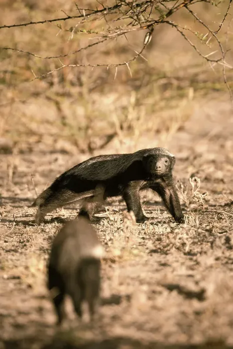 Framed Print : Honeybadger, Kalahari Desert, Botswana Framed Print : Honeybadger, Kalahari Desert, Botswana