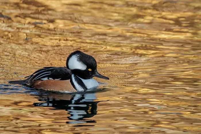Framed Print : Hooded Merganser Drake (Lophodytes cucullatus), Humber Bay Park on Lake Ontario, Toronto, Ontario, Canada
