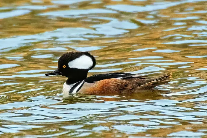 Framed Print : Hooded Merganser (Lophodytes cucullatus) swimming in pond. Winnipeg, Manitoba, Canada Framed Print : Hooded Merganser (Lophodytes cucullatus) swimming in pond. Winnipeg, Manitoba, Canada