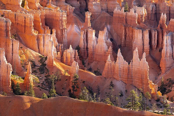 Detail of hoodoos and trees, Sunset Point, Bryce Canyon National Park, Utah, USA