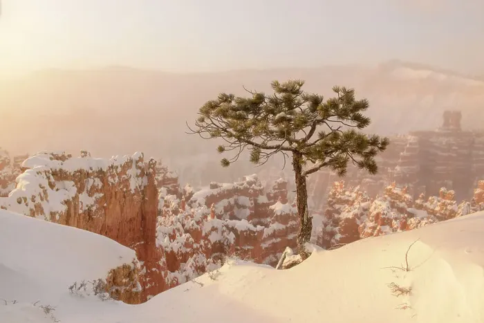 Framed Print : Hoodoos with winter snow and ice fog at dawn, from Sunset Point, Bryce Canyon National Park, Utah, USA Framed Print : Hoodoos with winter snow and ice fog at dawn, from Sunset Point, Bryce Canyon National Park, Utah, USA