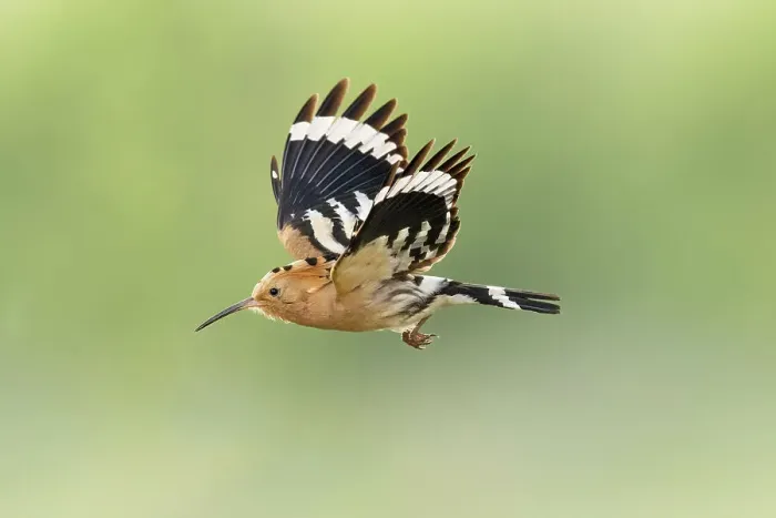 Framed Print : Hoopoe (Upupa epops) in flight, Bratsigovo, Bulgaria Framed Print : Hoopoe (Upupa epops) in flight, Bratsigovo, Bulgaria