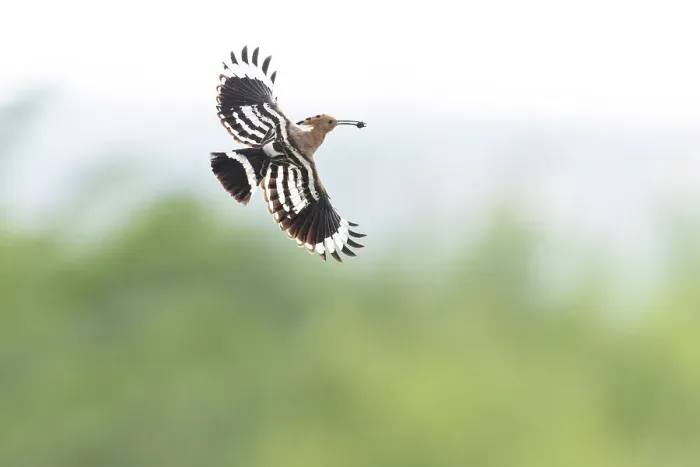 Framed Print : Hoopoe (Upupa epops), in flight with food for young, Bratsigovo, Bulgaria Framed Print : Hoopoe (Upupa epops), in flight with food for young, Bratsigovo, Bulgaria