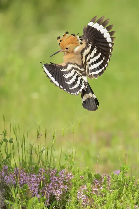 Framed Print : Hoopoe (Upupa epops) in flight, near Dimitrovgrad, Bulgaria, May 2025