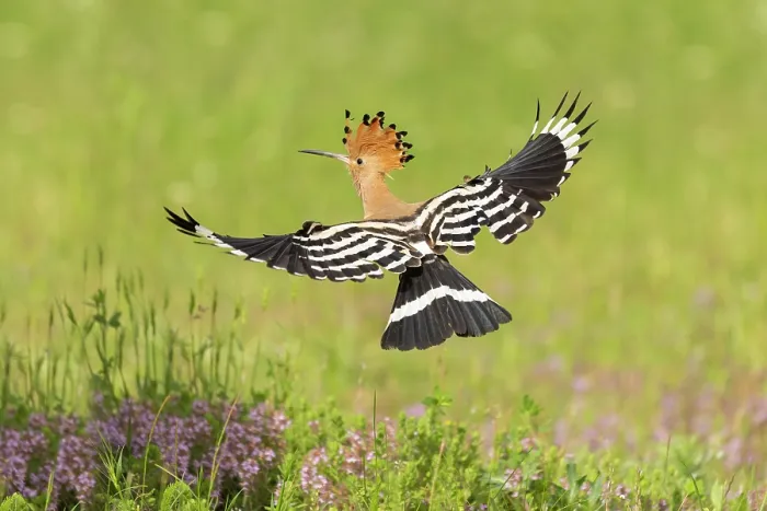 Framed Print : Hoopoe (Upupa epops) in flight, near Dimitrovgrad, Bulgaria, May 2025