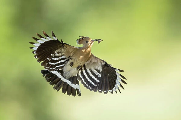 Hoopoe (Upupa epops) in flight returning to nest with food, Bulgaria