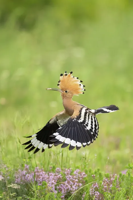 Framed Print : Hoopoe (Upupa epops) returning to nest with food, near Dimitrovgrad, Bulgaria, May 2025 Framed Print : Hoopoe (Upupa epops) returning to nest with food, near Dimitrovgrad, Bulgaria, May 2025