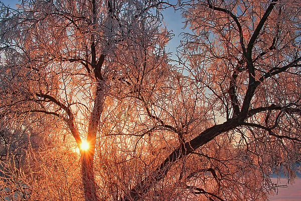 Horafrost on Manitoba maple tree at sunrise with hoarfrost, Winnipeg, Manitoba, Canada