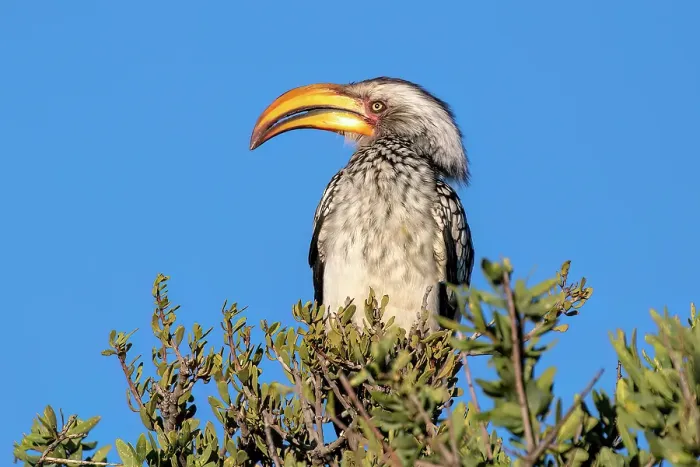 Framed Print : Hornbill, Bagatelle Kalahari Game Ranch, Mariental, Namibia