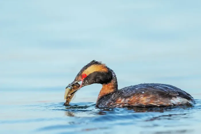 Framed Print : Horned Grebe (Podiceps auritus), Lake Ontario, Etobicoke, Ontario, Canada Framed Print : Horned Grebe (Podiceps auritus), Lake Ontario, Etobicoke, Ontario, Canada