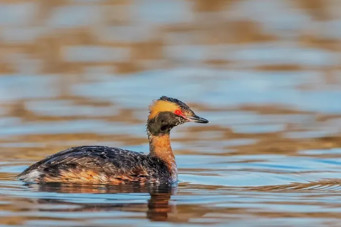 Framed Print : Horned Grebe (Podiceps auritus), Lake Ontario, Etobicoke, Ontario, Canada Framed Print : Horned Grebe (Podiceps auritus), Lake Ontario, Etobicoke, Ontario, Canada