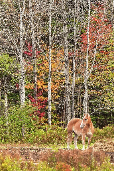 Horse in Autumn Wood, Bretton Woods, New Hampshire, USA