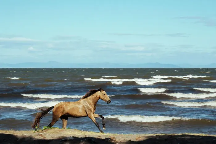 Framed Print : Horse on a beach, Granada, Nicaragua, Central America Framed Print : Horse on a beach, Granada, Nicaragua, Central America