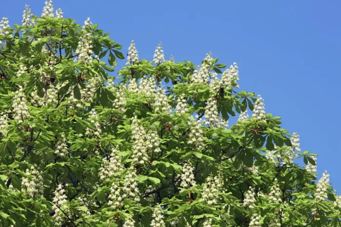 Framed Print : Horse chestnut in bloom - Germany, Bavaria, Upper Bavaria, Munich, Stra√ulach, Gro√udingharting Framed Print : Horse chestnut in bloom - Germany, Bavaria, Upper Bavaria, Munich, Stra√ulach, Gro√udingharting
