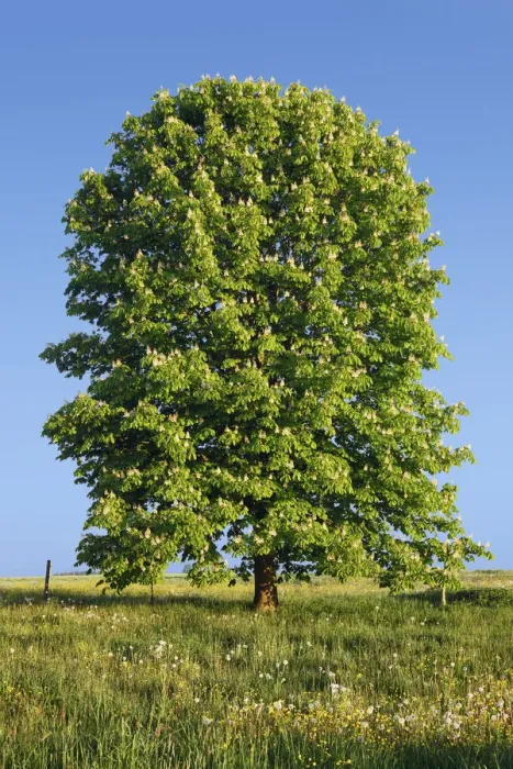 Framed Print : Horse chestnut - Germany, Bavaria, Upper Bavaria, Garmisch-Partenkirchen, Murnau Framed Print : Horse chestnut - Germany, Bavaria, Upper Bavaria, Garmisch-Partenkirchen, Murnau