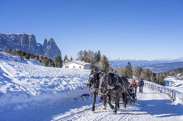 horse-drawn sleigh ride on Dolomites Alps, Italy. Siusi allo Sciliar