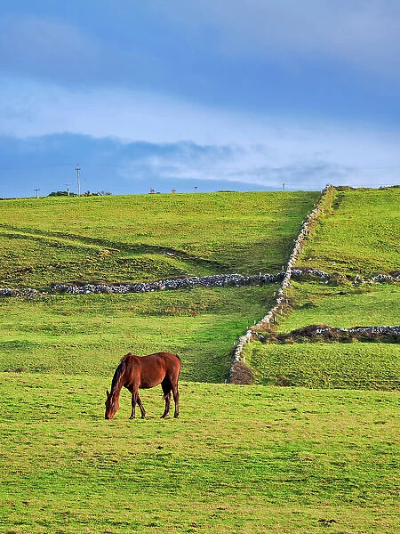 Horse on a field, Cliffs of Moher Walking Trail, County Clare, Ireland