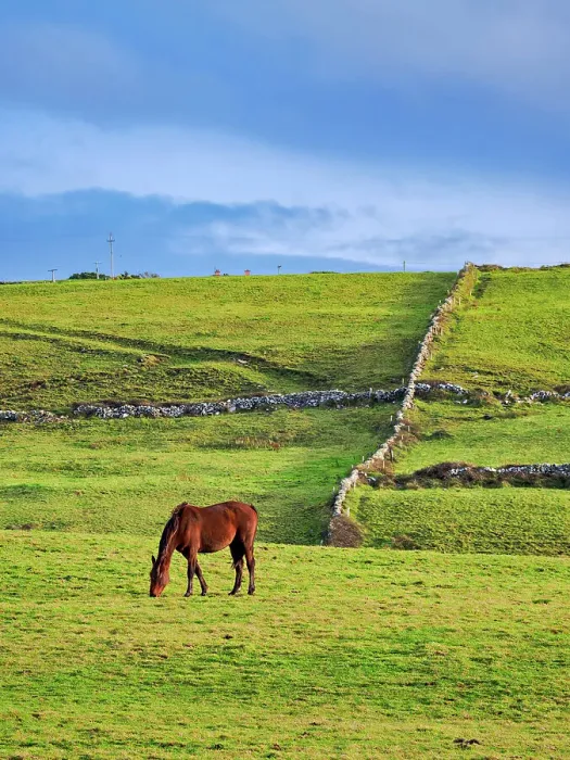 Framed Print : Horse on a field, Cliffs of Moher Walking Trail, County Clare, Ireland Framed Print : Horse on a field, Cliffs of Moher Walking Trail, County Clare, Ireland