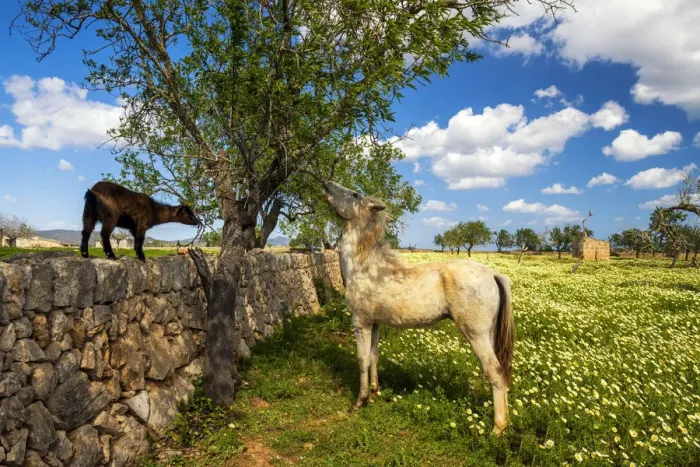 Framed Print : Horse & Goat Eating Tree, Mallorca, Balearics, Spain Framed Print : Horse & Goat Eating Tree, Mallorca, Balearics, Spain