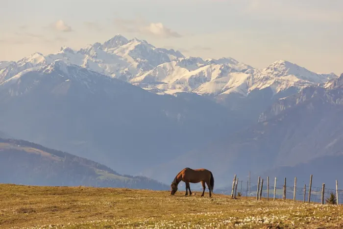 Framed Print : Horse grazing on pastures of Val Tosella Alm with Cima d‚AoAsta on the background, Monte Grappa, Prealps of Belluno, Seren del Grappa, Belluno province, Veneto, Italy Framed Print : Horse grazing on pastures of Val Tosella Alm with Cima d‚AoAsta on the background, Monte Grappa, Prealps of Belluno, Seren del Grappa, Belluno province, Veneto, Italy