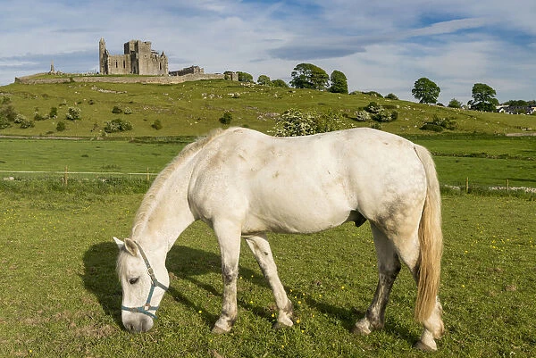 Horse grazing with Rock of Cashel on the background. Cashel, Co. Tipperary, Munster