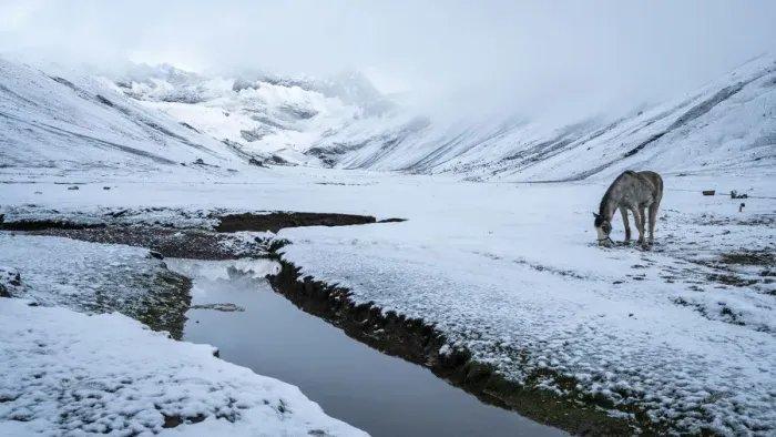 Framed Print : Horse grazing on snow covered landscape by stream in the Andes, Uchullujllo, Pitumarca Framed Print : Horse grazing on snow covered landscape by stream in the Andes, Uchullujllo, Pitumarca