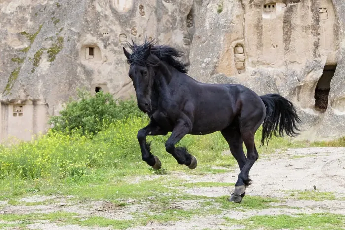 Framed Print : horse; horses; equine; equus; turkish; Cappadocia; Nevsehir Province; Central Anatolia; black; Goreme; Turkey; Asia; Turkish, breed, church, churches, Asian; UNESCO world heritage site; wild; animal, friesian, dutch, running