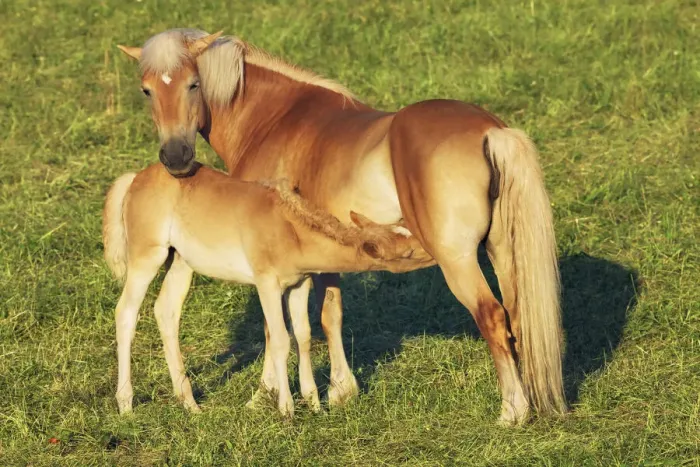 Framed Print : Horse mother and suckling foal - Austria, Carinthia, Klagenfurt, Ferlach