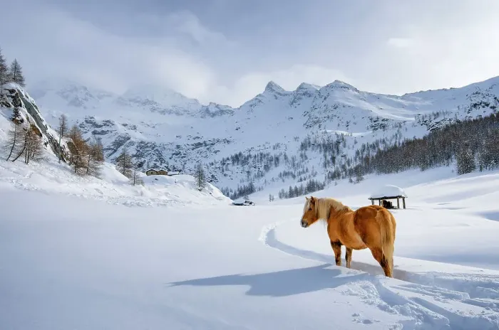 Framed Print : Horse into the snow in Cheneil, Valtournenche, Aosta Valley, Italy Framed Print : Horse into the snow in Cheneil, Valtournenche, Aosta Valley, Italy