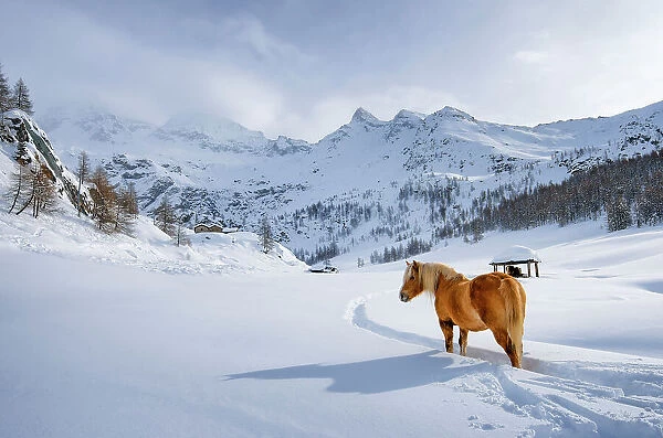 Horse into the snow in Cheneil, Valtournenche, Aosta Valley, Italy