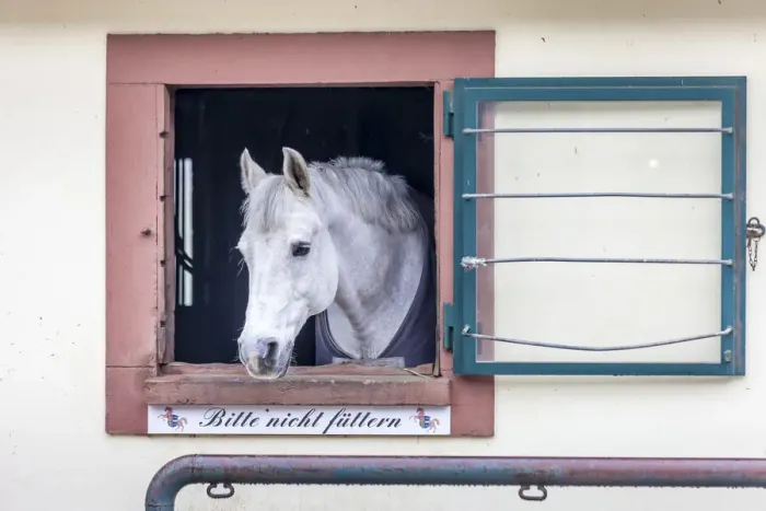 Framed Print : Horse in the stables of the Linslerhof, Aoberherrn, Saarland, Germany Framed Print : Horse in the stables of the Linslerhof, Aoberherrn, Saarland, Germany
