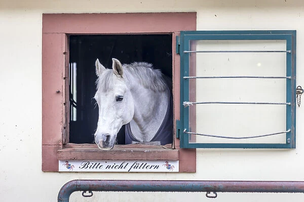 Horse in the stables of the Linslerhof, Aoberherrn, Saarland, Germany