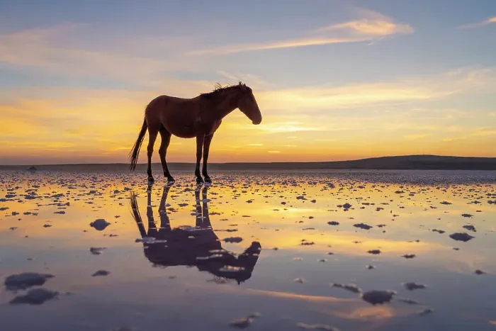 Framed Print : Horse standing on salt Lake Tuz at sunset, Karamollausagi, Sereflikochisar, Ankara Province, Central Anatolia Region, Turkey Framed Print : Horse standing on salt Lake Tuz at sunset, Karamollausagi, Sereflikochisar, Ankara Province, Central Anatolia Region, Turkey