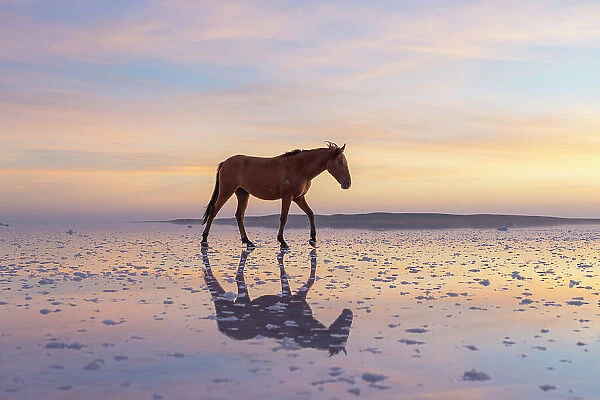Horse standing on salt Lake Tuz at sunset, Karamollausagi, Sereflikochisar, Ankara Province, Central Anatolia Region, Turkey