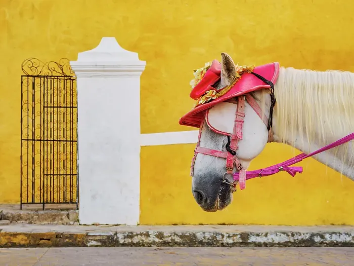 Framed Print : Horse wearing a hat in front of the Convent of San Antonio de Padua, Izamal, Yucatan State, Mexico Framed Print : Horse wearing a hat in front of the Convent of San Antonio de Padua, Izamal, Yucatan State, Mexico