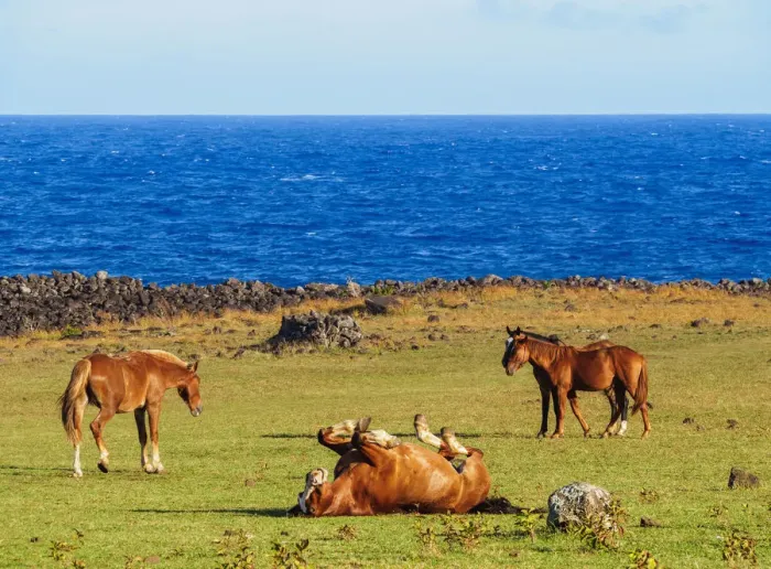 Framed Print : Horses on the coast of Easter Island, Chile Framed Print : Horses on the coast of Easter Island, Chile