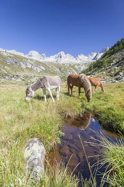 Horses and donkey in the green pastures Porcellizzo Valley Masino Valley Valtellina