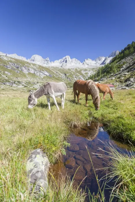 Framed Print : Horses and donkey in the green pastures Porcellizzo Valley Masino Valley Valtellina Framed Print : Horses and donkey in the green pastures Porcellizzo Valley Masino Valley Valtellina